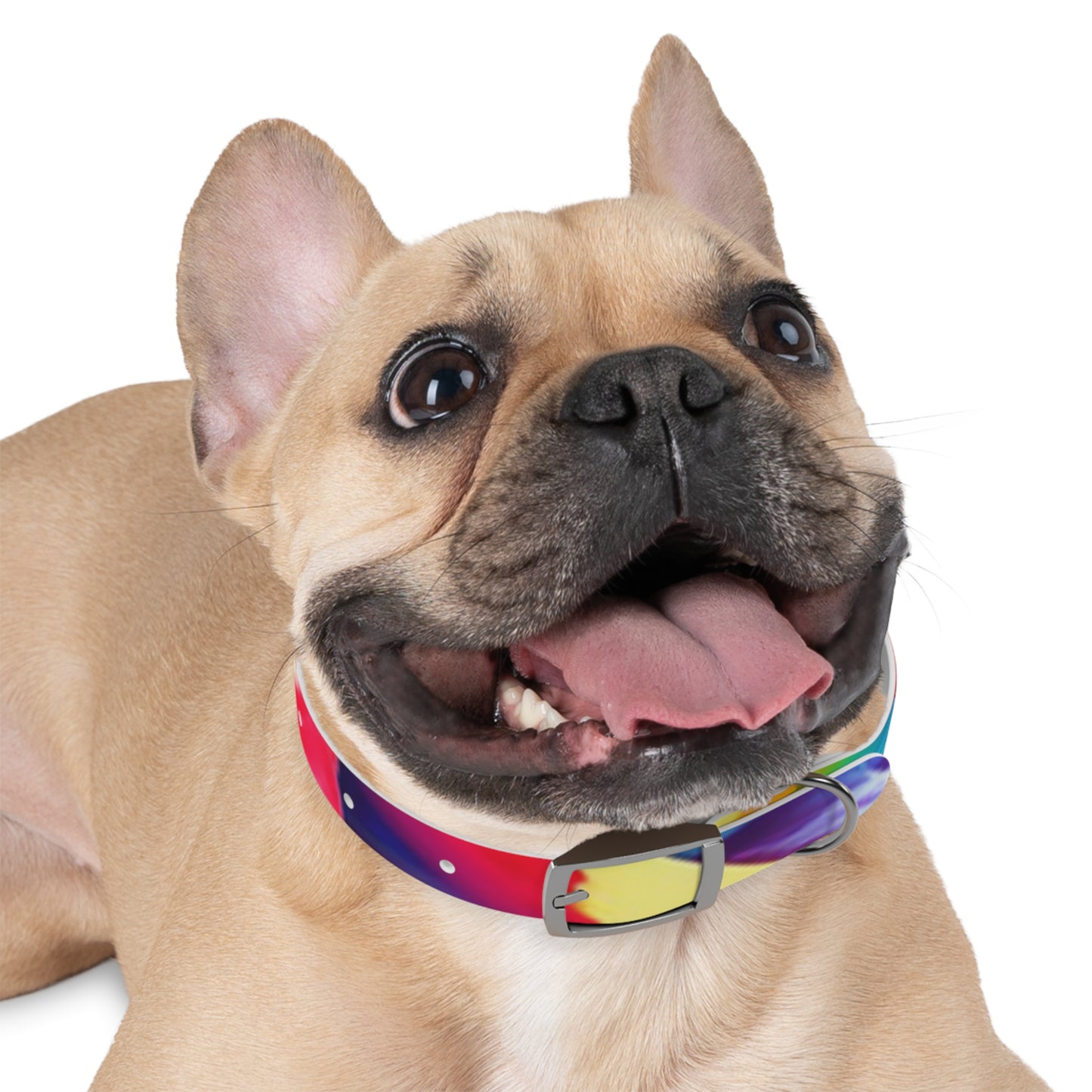 Mia Collection Dog Collar
